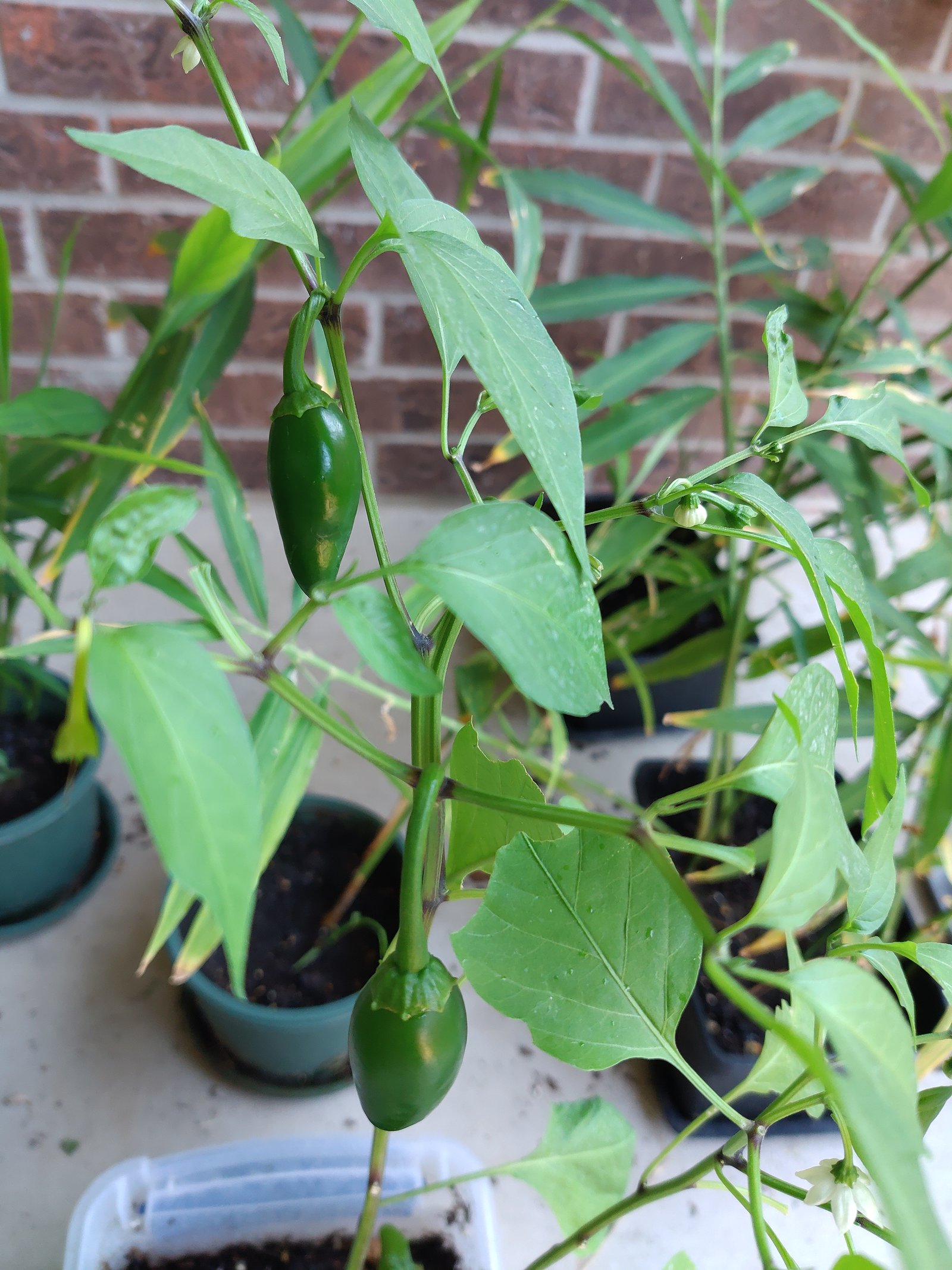 Ayaan's Houston garden